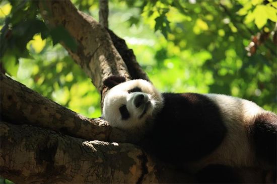 沐浴阳光的大熊猫。