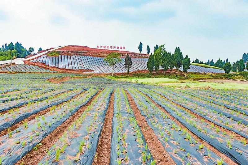 20210615四川日报图片