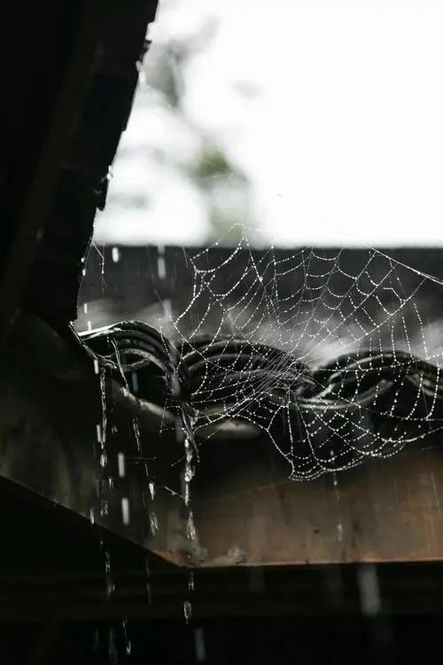 【散文】朝花夕拾话雅安之"三雅":雅雨 雅鱼 雅女‖李靖 _文学作品