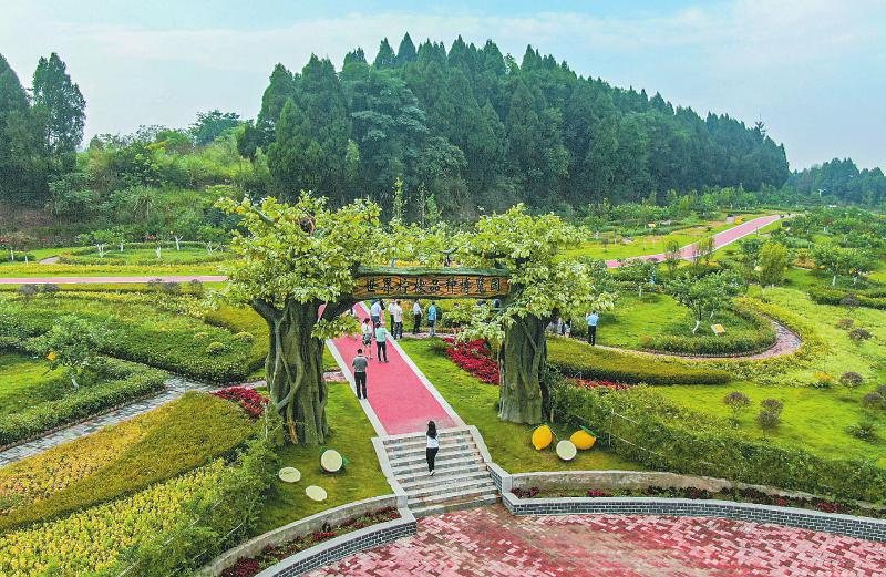 6月12日,安岳县世界柠檬品种博览园展示着全世界25个柠檬主栽品种.