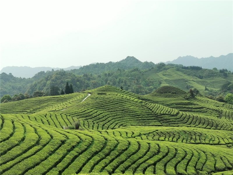宜宾市叙州区蕨溪镇荣获"茶海·特色气候宜居镇"称号_市县动态_全省地