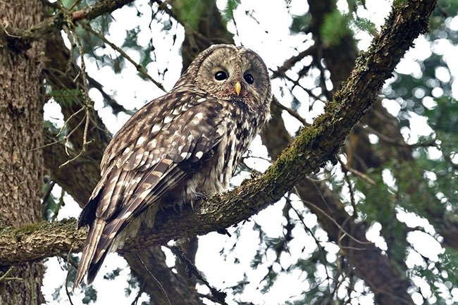 四川林鸮(来源:湿地之友网)
