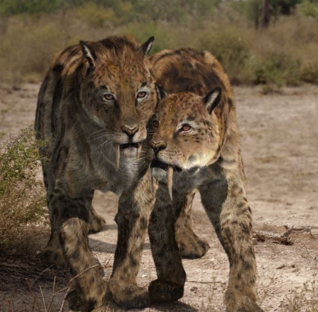竹类繁多,不但适合大熊猫的生存,而且还形成了大熊猫——剑齿虎,剑齿