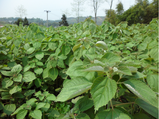大竹特产——苎麻
