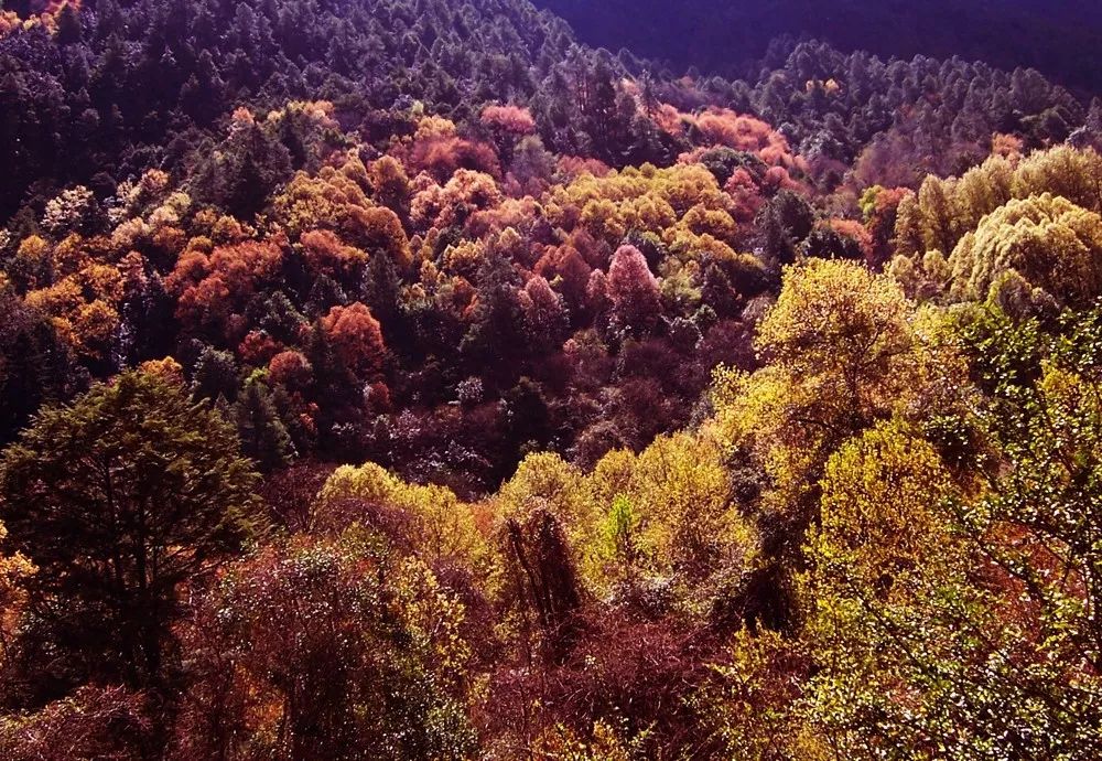 30"森林火灾纪实——护林防火警钟依然长鸣_史料之窗_文化纵横_四川省