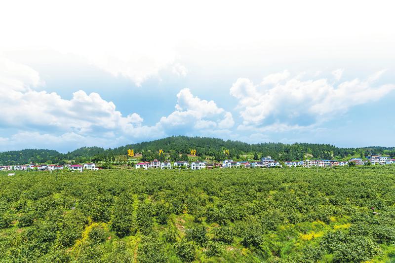 安岳魅力柠海. 杨康忠 摄