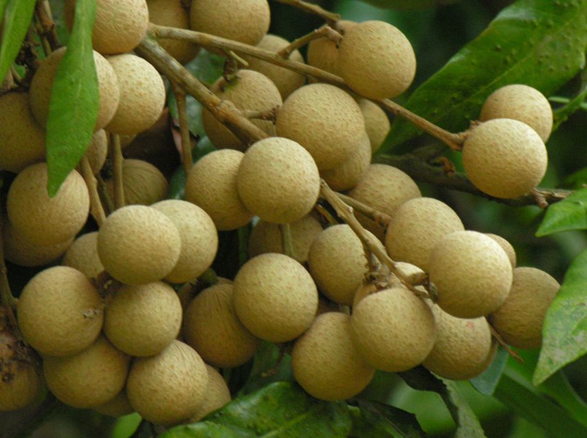 【方志四川地理标志产品】泸县晚熟龙眼