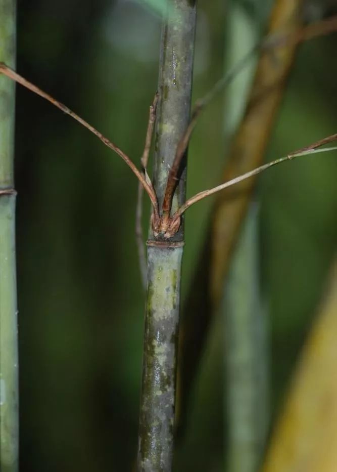 华西箭竹(李仁贵 摄)