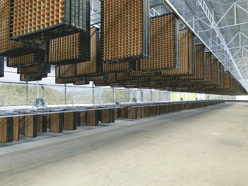 中江县会龙镇青杠村,现代化养蚕大棚内的升降蚕台. 肖开丰摄