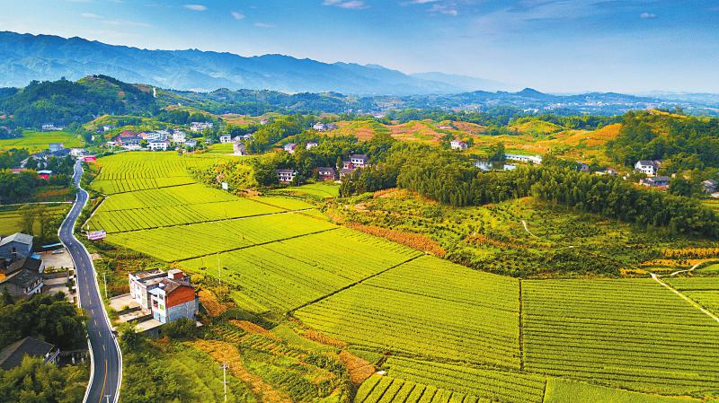 20200823四川日报图片