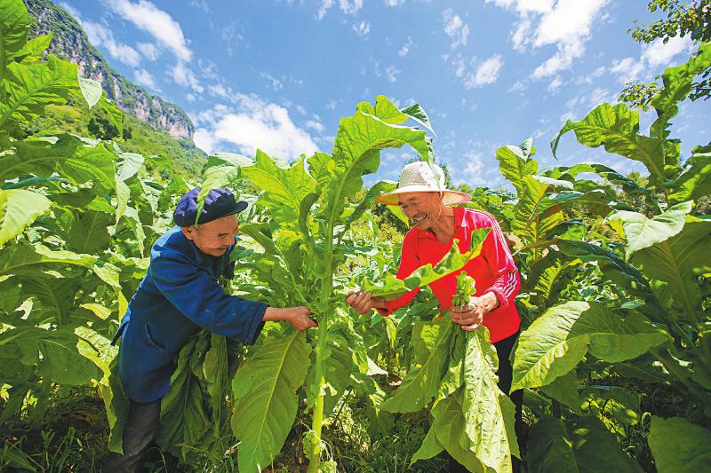 20190806四川日报图片