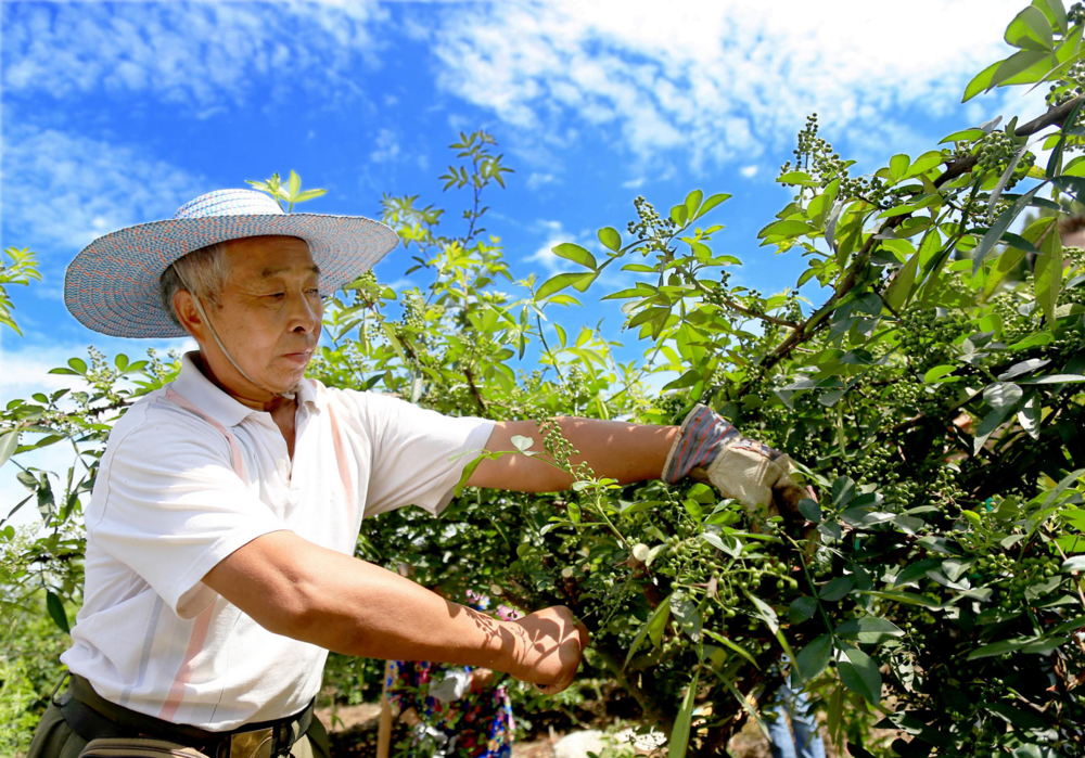 6.大英青花椒采摘