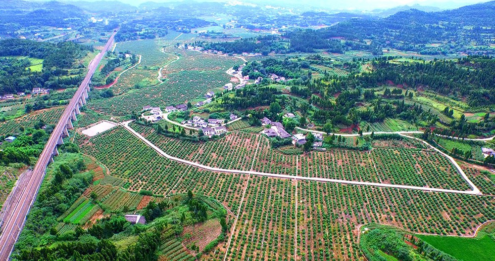 6.嘉陵区柑橘种植基地