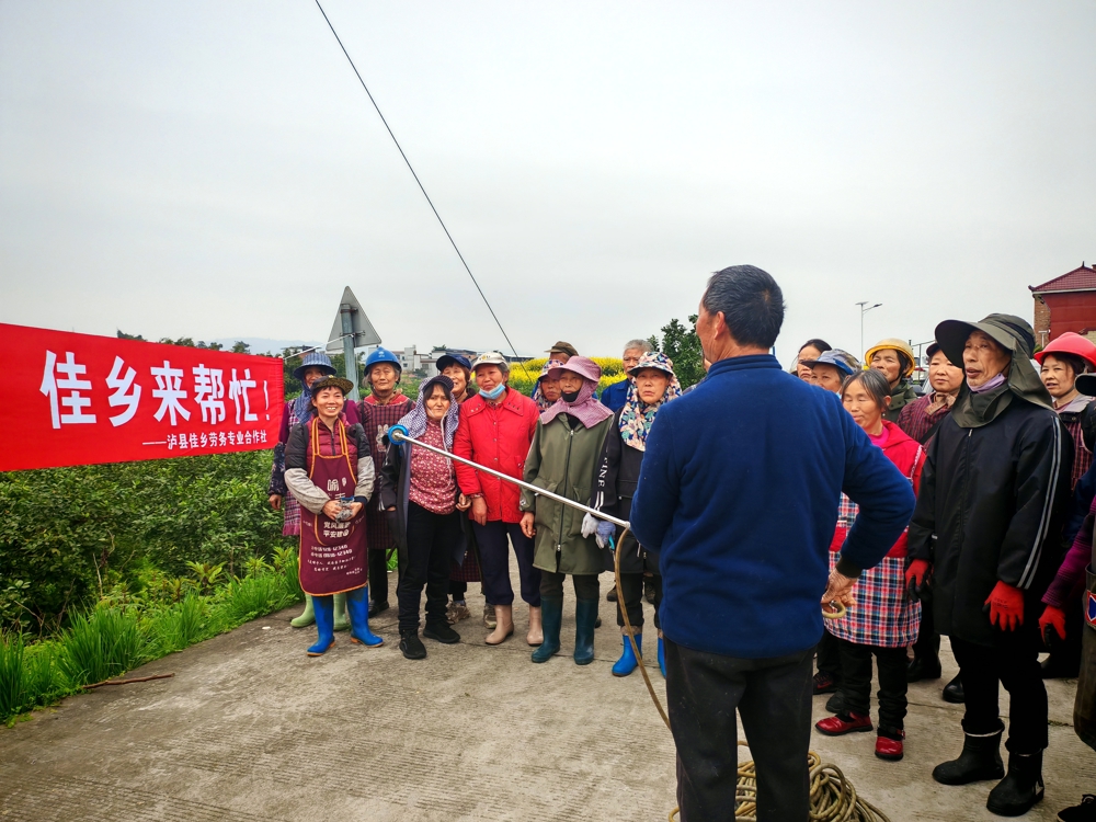 3月13日,泸县佳乡劳务专合社劳务经纪人彭丽邀请嘉明镇农技人员到泸县金明农业发展专业合作社柠檬基地开展果树病虫害防治培训。