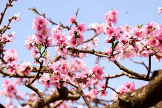 成都龙泉山桃花故里行