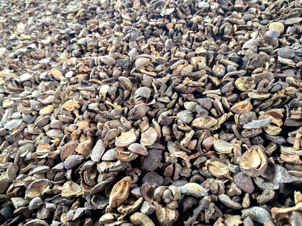 柯伯成油茶烘干厂房留下的果壳有机燃料