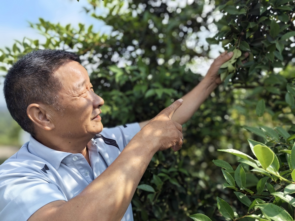 柯伯成在油茶基地查看茶果生长情况