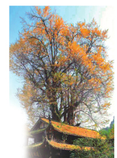  20251012四川日报图片