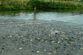 【特产】绵竹玉泉镇“四大家鱼”：水乡之精灵 餐桌之佳肴 