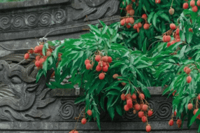 【资治】眉山应打造“东坡荔枝”品牌 让千年宋荔飘香新时代——纪念苏东坡诞辰990年‖李后强 