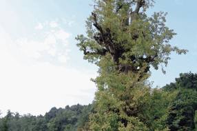 【美丽四川】“三国遗踪”丹景山‖李英 