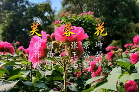 芙蓉花  词：张景坤  曲：王富强  演唱：王妮娜  策划：张熠 张耕