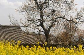 【饮食文化】油汪汪的坨子肉‖徐平 