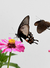 朱佳木 舒炼 歌曲《方志人之歌》