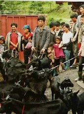 【方志四川•地理标志产品】孙学元 ‖ 烙着美人痣的黑山羊：美姑山羊