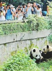 20190505四川日报图片