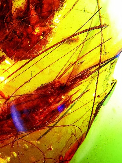 缅甸琥珀虾类化石让我们“瞥见”9900万年前淡水环境 缅甸琥珀虾类化石让我们“瞥见”9900万年前淡水环境