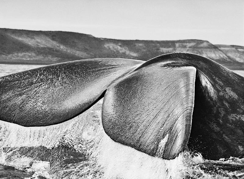 abae450b41ed74ff25f67d16739b8014.jpg (800×585)