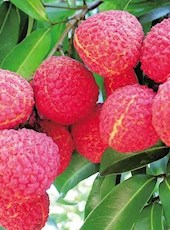 【方志四川•地理标志产品】嘉州荔枝