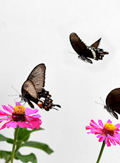 李旭葵 田新明 歌曲《邛酒歌》