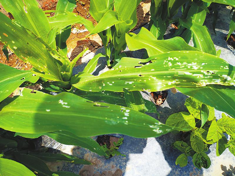 efcf15c3a6a7f3b92b1138aa78dc6d3a.jpg (800×599)