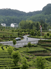 【地理标志产品】平昌青芽茶 