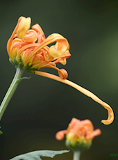 《四川历代旧志提要》-绵阳旧志提要 PDF