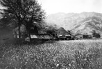 1909年都江堰。都江堰附近，乡村的油菜地。.jpg