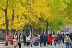 抓紧时间 成都电子科大赏金色银杏正当时