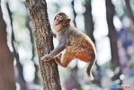 高清美图｜泸山猴群与战疫相关的故事