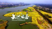 大地回春2｜眉山：油菜花开满地黄 三苏故里邂逅最美初春！