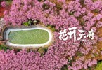 云赏花4｜风如酥，花似火，仁寿龙泉山下十里桃花相映红