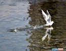 成都 海鸥来蓉城过幸福春天