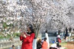春天真的来啦！成都红叶李迎风绽放缤纷烂漫！