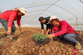 宜宾：长江畔长江村 春回大地农事忙