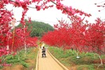 NEWS_8F389B49219FBD9DAA623D5D99CC0976.JPG
