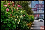 NEWS_9FC809B16FC4EC8AB97A402DD2B38CE9.JPG