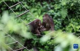 在峨眉山景区自然生态猴区，猴子在吊桥上休憩（6月5日摄）.jpg