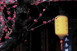 红梅花开 | 古风韵味！当陆游笔下的梅花盛开在陆游祠