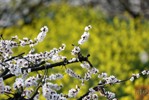 成都：杏花绽放迎客来